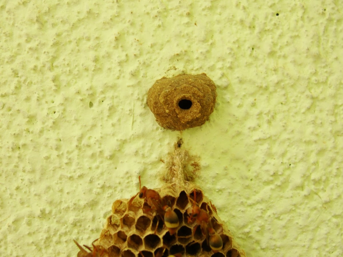 Indian Potter Wasp nest