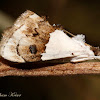 Crambid Snout Moth