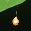 Ray spider egg sac