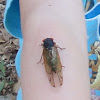 Periodical Cicadas