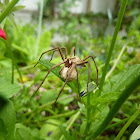 Nursery Web spider