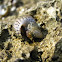 small marine snail
