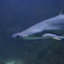 hammerhead shark