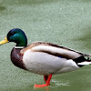 Wild Duck/Mallard