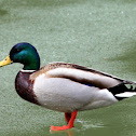 Wild Duck/Mallard