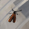Lycid Mimic Concealer Moth