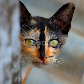 by Martin Marthadinata - Animals - Cats Portraits