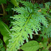 Blue Club Moss, Willdenow's Spikemoss
