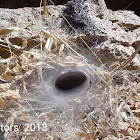 Cave made of spider webs'