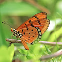 Tawny Coster [হরিণছড়া]