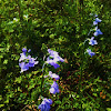 Texas Toadflax