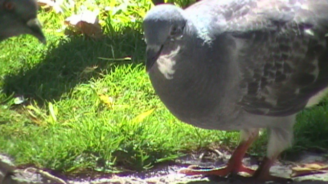 Rock Dove (Rock Pigeon)