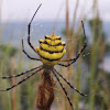 Yellow banded orb weaver