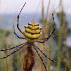 Yellow banded orb weaver