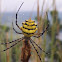 Yellow banded orb weaver