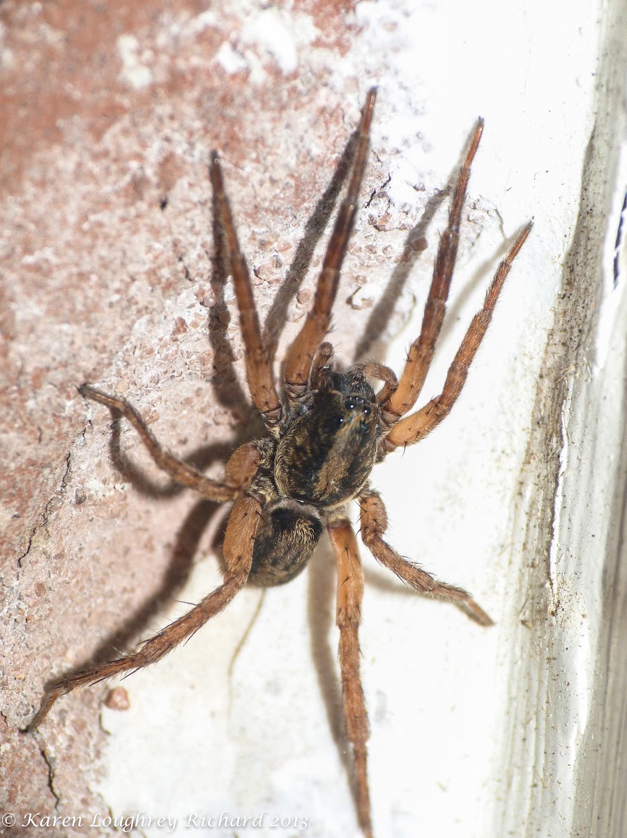 Tropical wandering spider