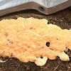 Dog vomit slime mold
