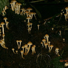species of 'mushrooms with threads'