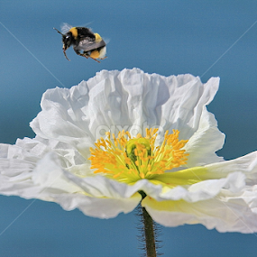 First visitor by Michael Schwartz - Flowers Single Flower