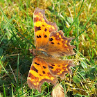 Comma butterfly