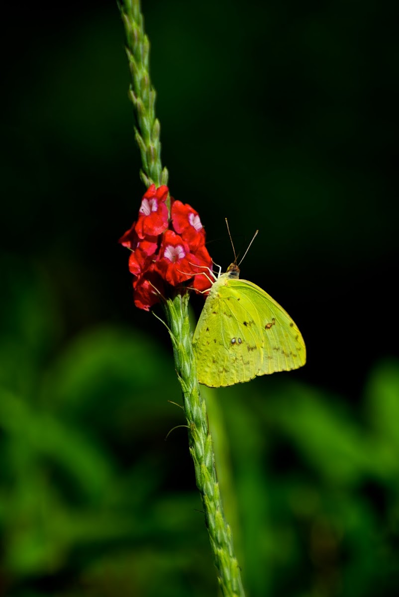 Orange-barred Sulfur Butterfly