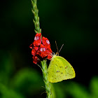 Orange-barred Sulfur Butterfly