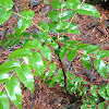 Oregon grape