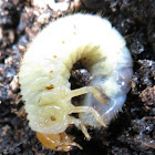 Beetle grub