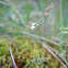 Spring draba