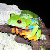 Red-Eyed Treefrog
