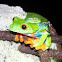 Red-Eyed Treefrog