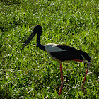Black-necked stork (jabiru)
