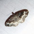 White-banded Toothed Carpet
