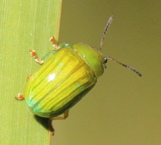 Green Strip Leaf Beetle