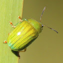 Green Strip Leaf Beetle