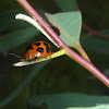 Coccinellin Ladybirds