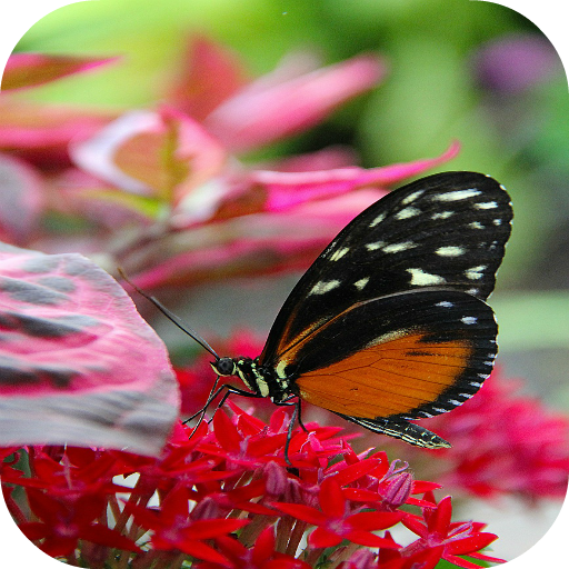 Butterfly Live Wallpaper 個人化 App LOGO-APP開箱王