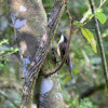White throated treecreeper