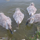 mute swan cygnets