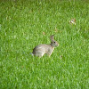 Cottontail rabbit