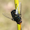 Golden Head Rutilia Fly