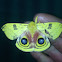 Io moth