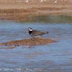 Little Ringed Plover; Chorlitejo Chico