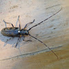 White-Spotted Sawyer Beetle
