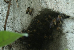 Wall Bees