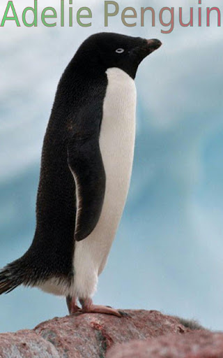 Penguins of Antarctica