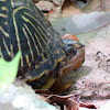 Eastern box tortoise