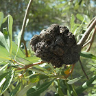 banksia inflorescence galls