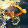 Red saddleback anemonefish or saddle anemonefish