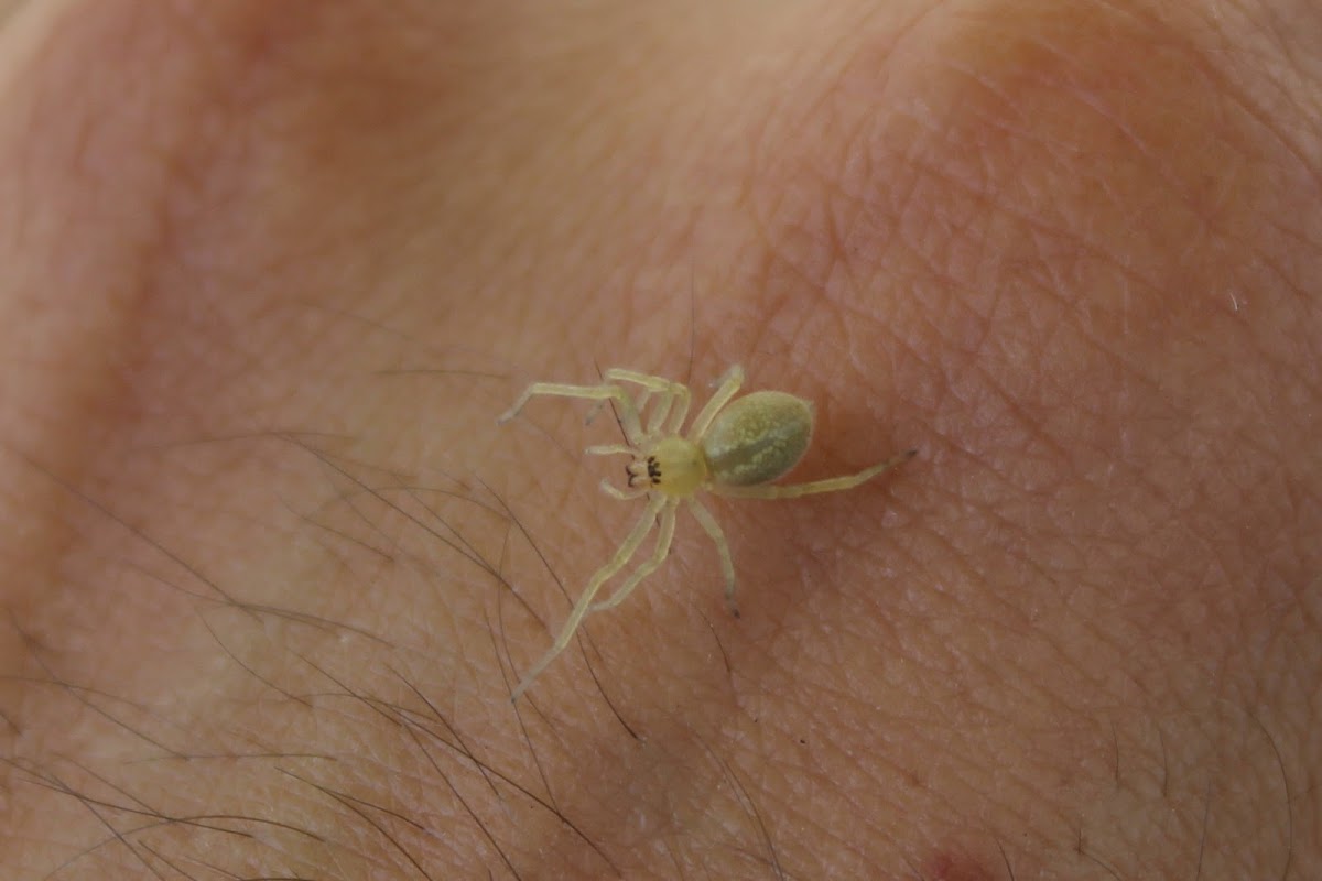 Long-legged Sac Spider